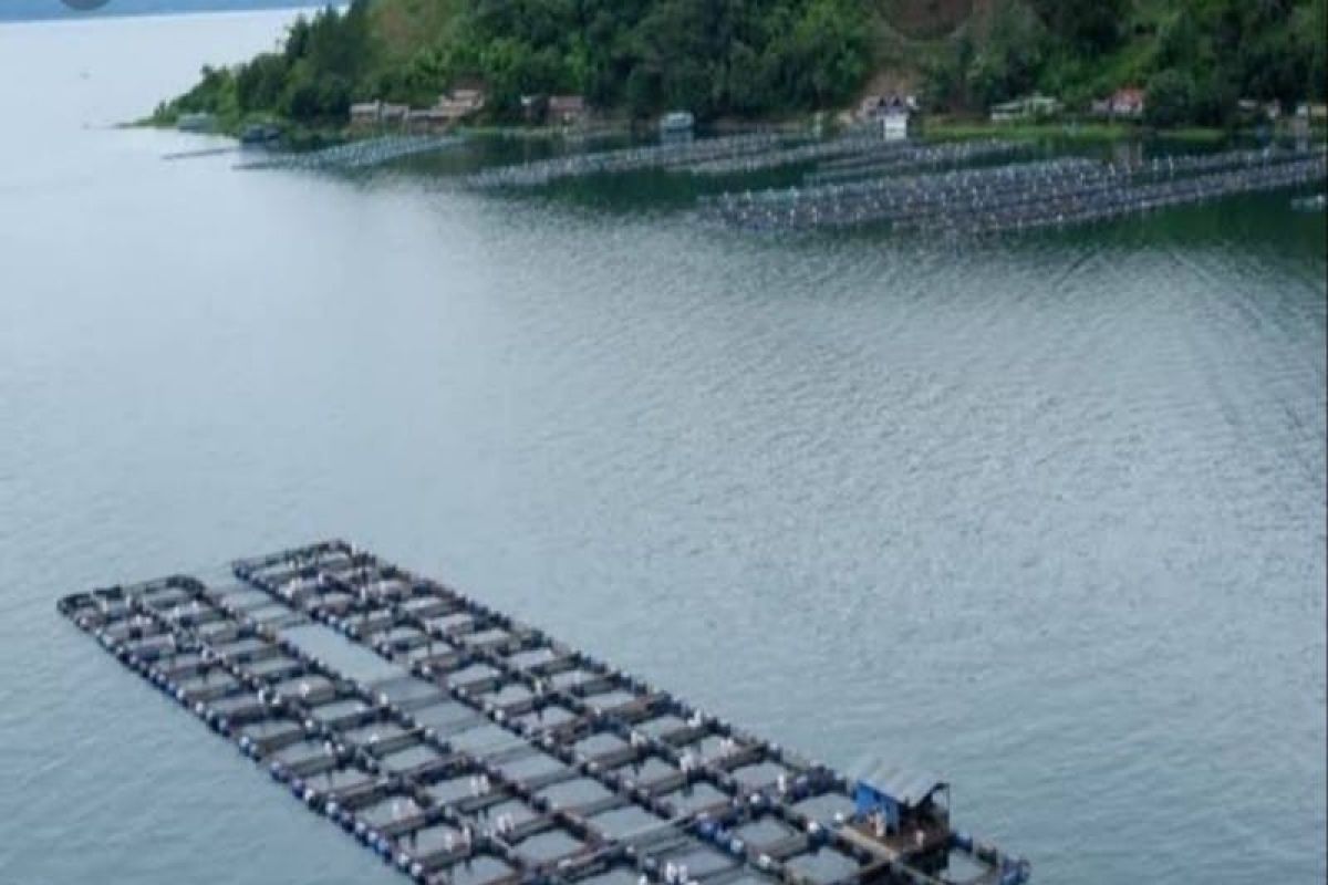 Budidaya Ikan Danau Toba Bantu Ekonomi Masyarakat Lokal