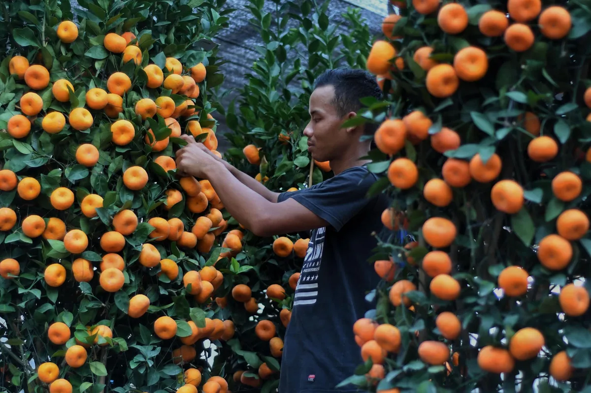 Menjelang Imlek, Penjualan Pohon Jeruk Meningkat Pesat